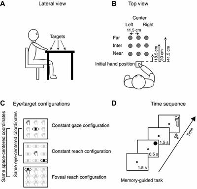 Multiple Coordinate Systems and Motor Strategies for Reaching Movements When Eye and Hand Are Dissociated in Depth and Direction